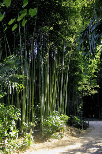 Park Anduze bamboo