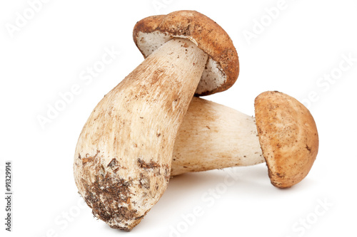 two porcini mushrooms isolated on white background