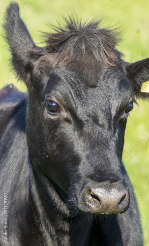 Head of young black cow