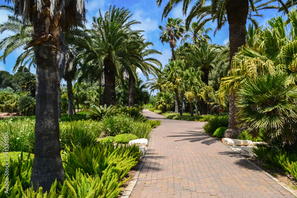 Beauty garden in Israel, road between palms