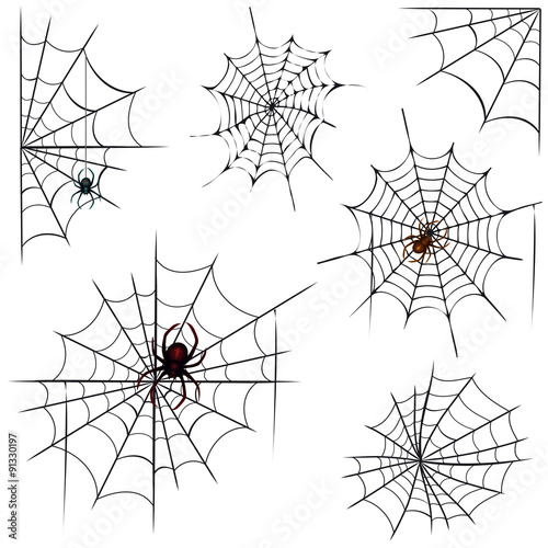 Spinnen und Netze