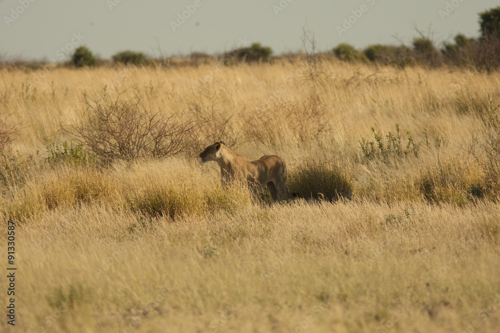lioness lioness