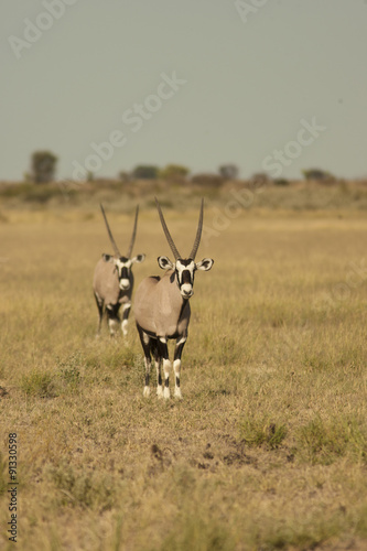 Fototapeta Naklejka Na Ścianę i Meble -  oryx