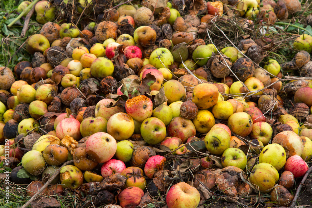 Rotten apples on a compost heap