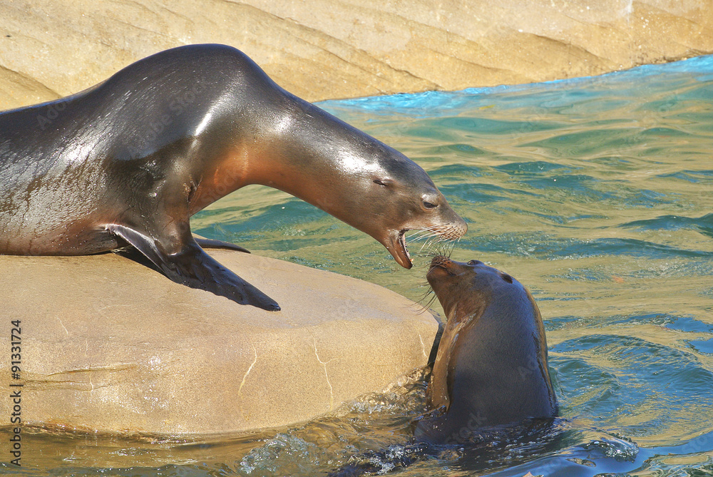 Obraz premium 威嚇するアシカ