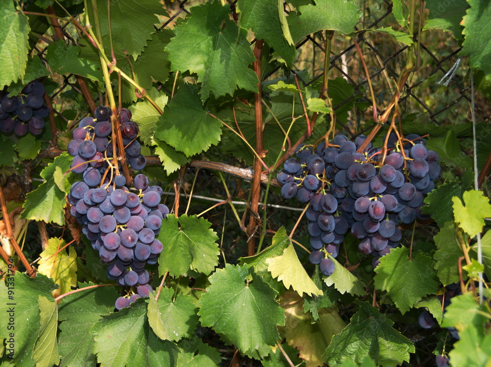 Bunches of ripe cultivar grape in the summer garden