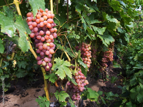 Bunches of ripe cultivar grape in the summer garden