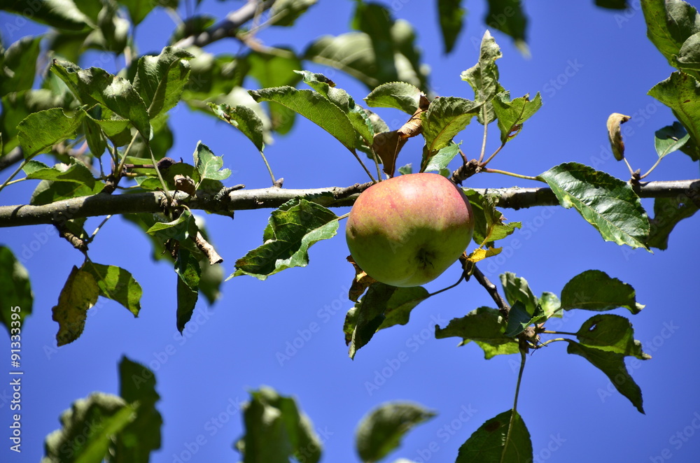 Foto Herbstfrüchte - Apfelernte