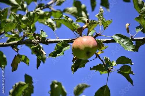 Fotografija Herbstfrüchte - Apfelernte