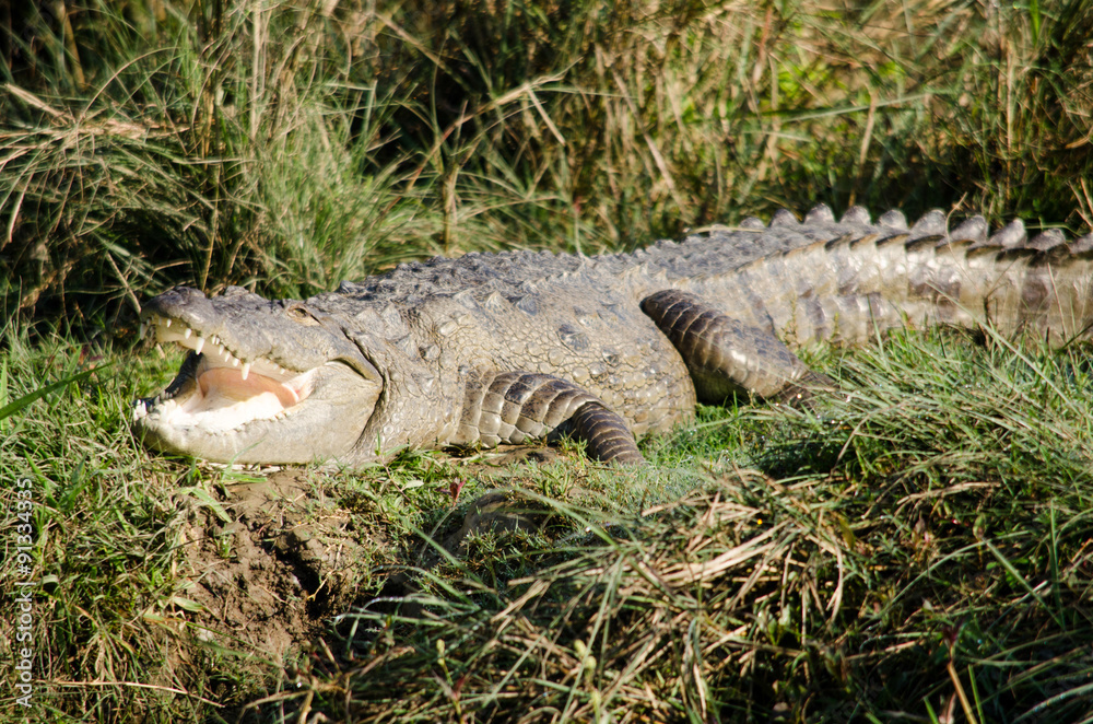 crocodile are semiaquatic and tend to congregate in freshwater h crocodile are semiaquatic and tend to congregate in freshwater h