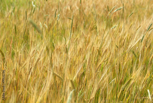 Wheat © Kybele