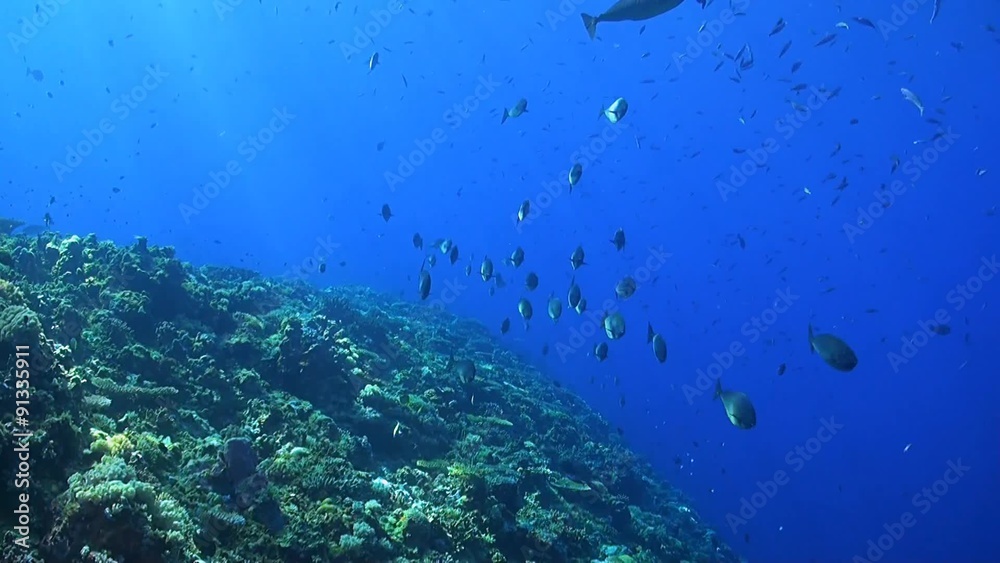 School of Unicornfishes on a coral reef School of Unicornfishes on a coral reef