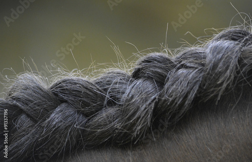 Fototapeta Naklejka Na Ścianę i Meble -  Crinière