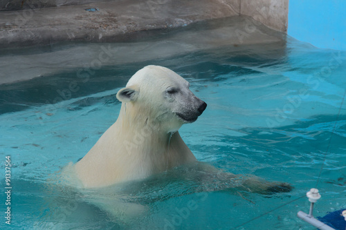 Swimming white bear