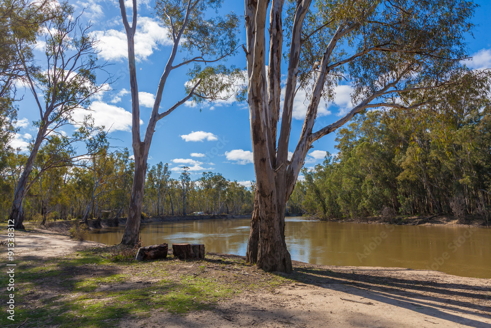 Eucalyptus trees growing on banks of Murray River, Australia Eucalyptus trees growing on banks of Murray River, Australia
