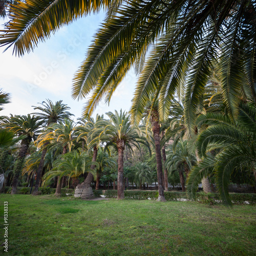 Lawn surrounded by palm trees