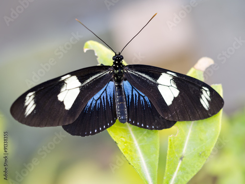 Heliconius sara butterfly. Black blue and white.
