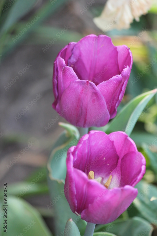 Purple tulips in a flower garden, opened into a pretty bloom.


