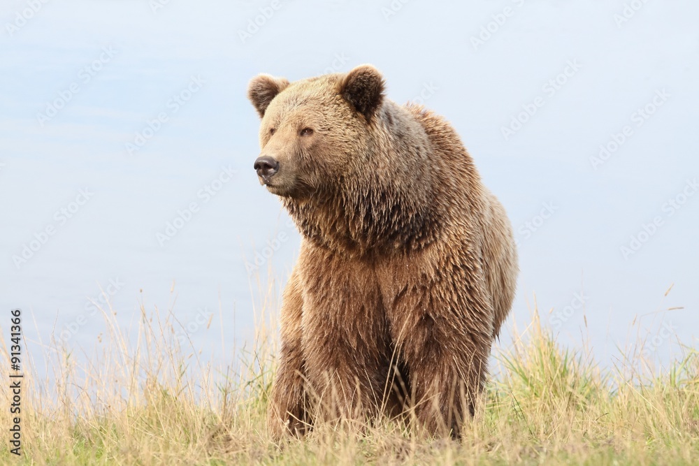 Brown bear in the nature