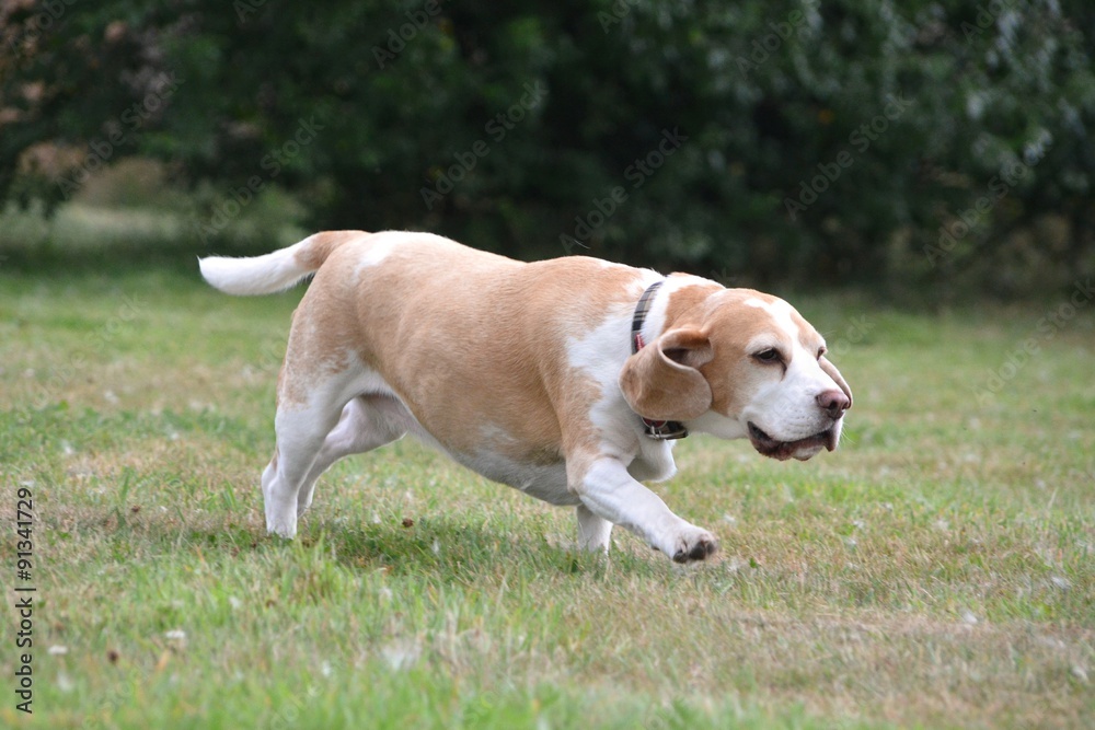 rennender Beagle rennender Beagle