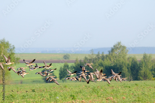 Fototapeta Naklejka Na Ścianę i Meble -  Flying flock of White-fronted Gooses during migration