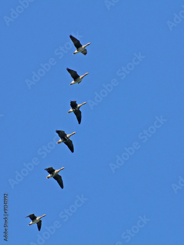 Flock of White-fronted Gooses during migration