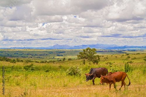 Fototapeta Naklejka Na Ścianę i Meble -  Landscape in Malawi