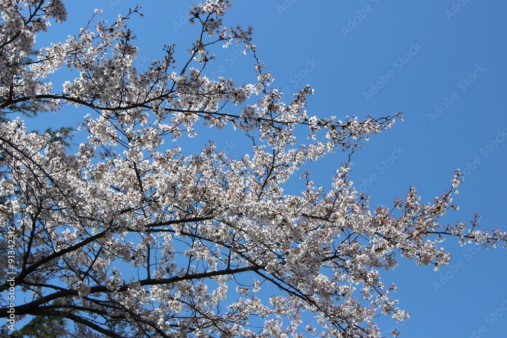 桜