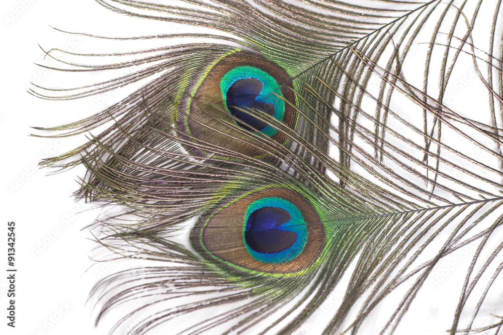 Naklejka premium Peacock feathers