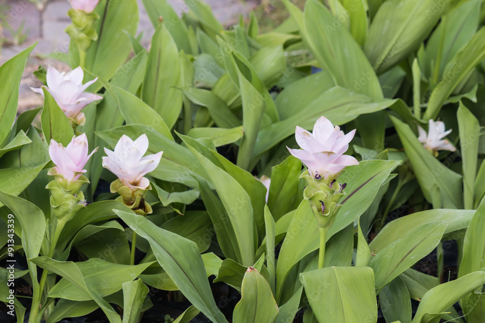 Beautiful flower in garden Beautiful flower in garden