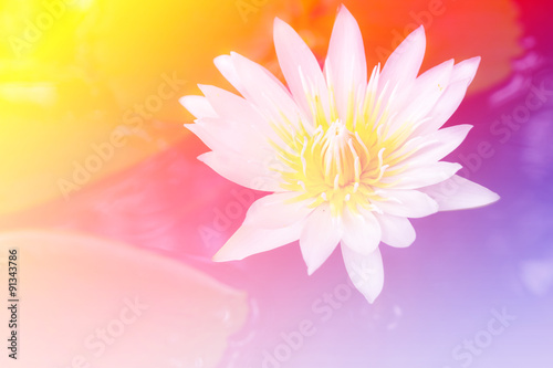 white lotus focus on yellow pollen with soft focus effect on water in pond with reflection of sky and cloud