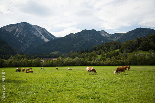 Kühe auf der Weide in Bayern, Wendelsteingebirge