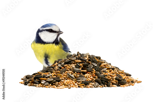 Blue tit and a pile of mixed bird seeds on white background