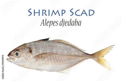 Shrimp Scad photo