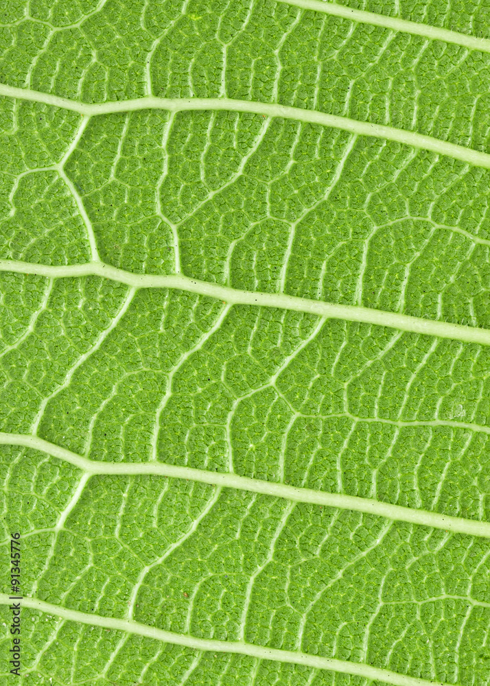Obraz premium leaf texture