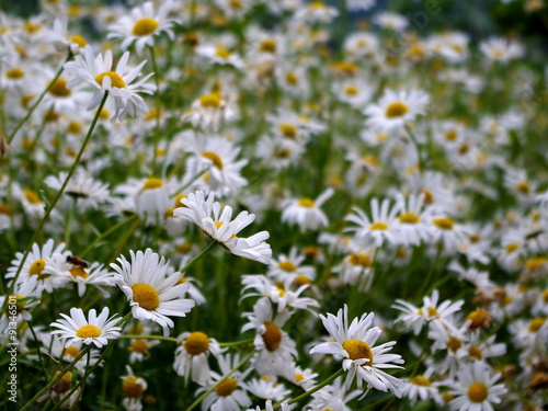 Gänseblümchen Design-Hintergrund