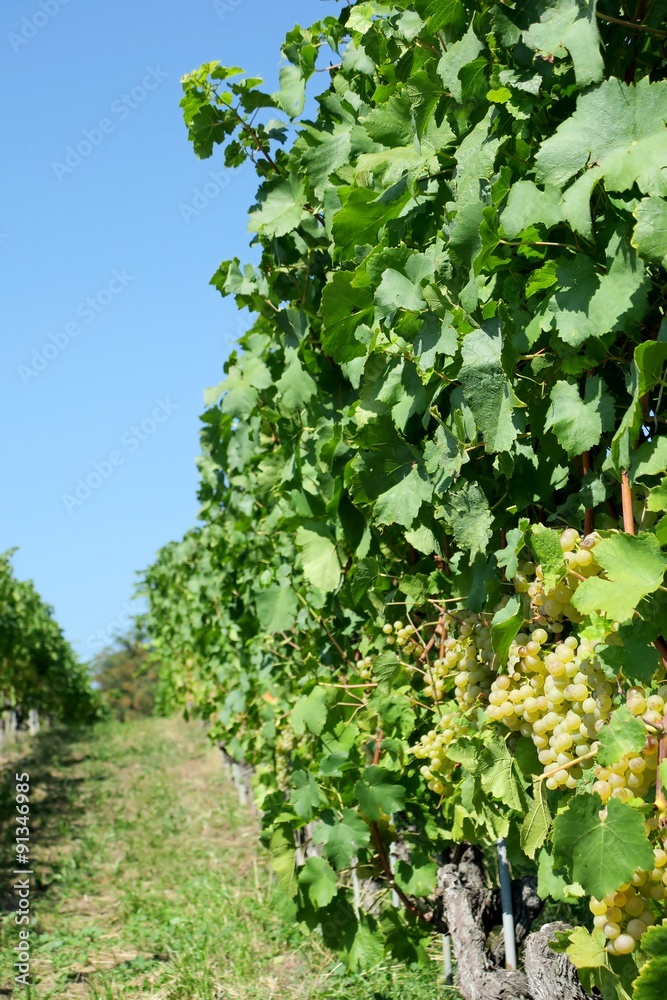 La vigne La vigne