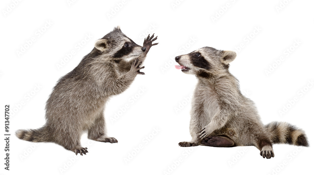 Obraz premium Two funny raccoon playing together