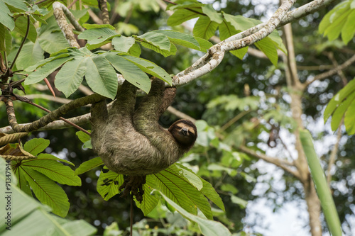 Faultier | Sloth