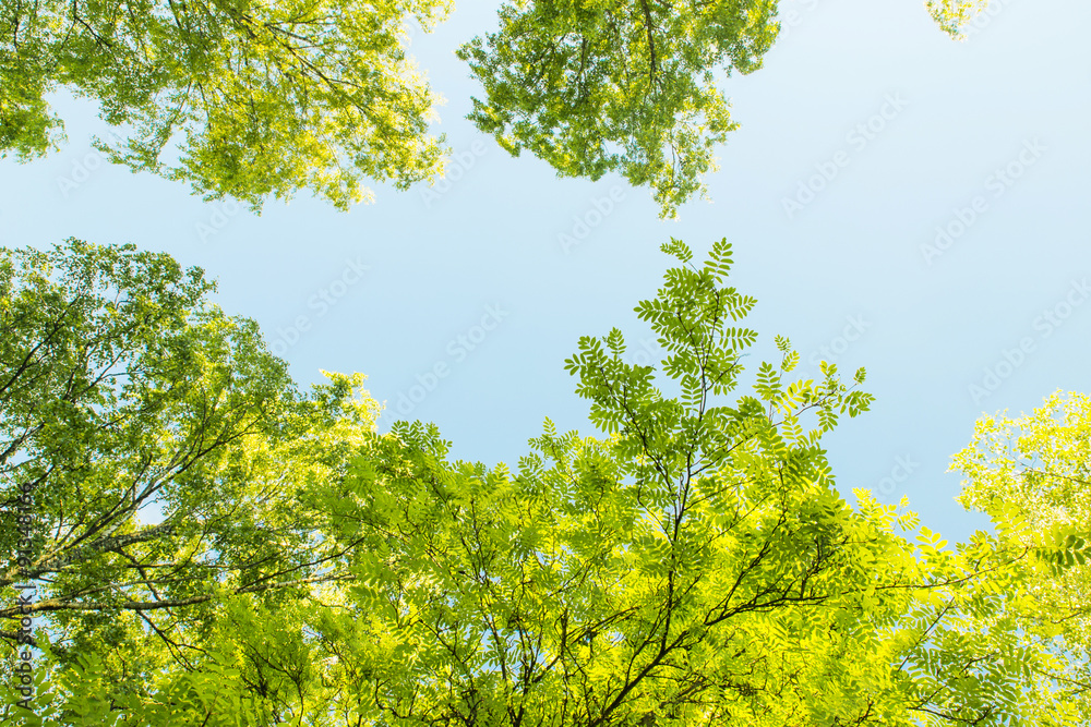 Low Angle View on Green Foliage Against Blue Sky Low Angle View on Green Foliage Against Blue Sky