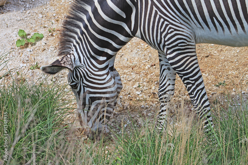 Zoo de Paris Vincennes