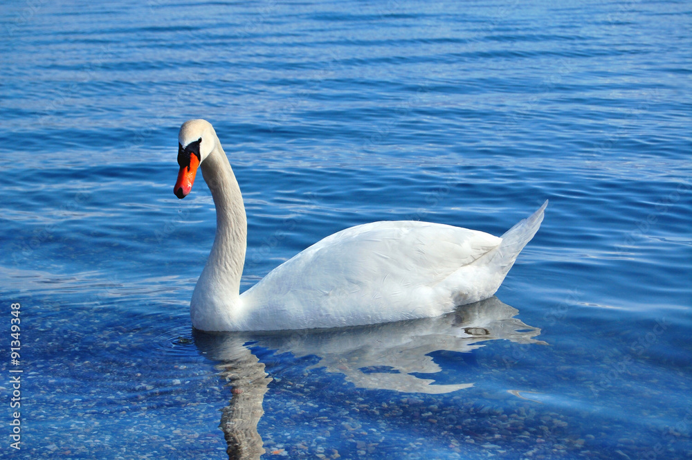 Swan in a Lake Ohrid, Macedonia Swan in a Lake Ohrid, Macedonia
