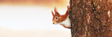 Red Squirrel (Sciurus vulgaris) in winter
