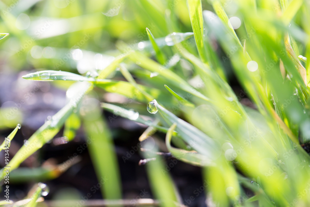 Obraz premium dew on the grass in nature