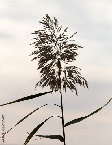 reeds at sunset