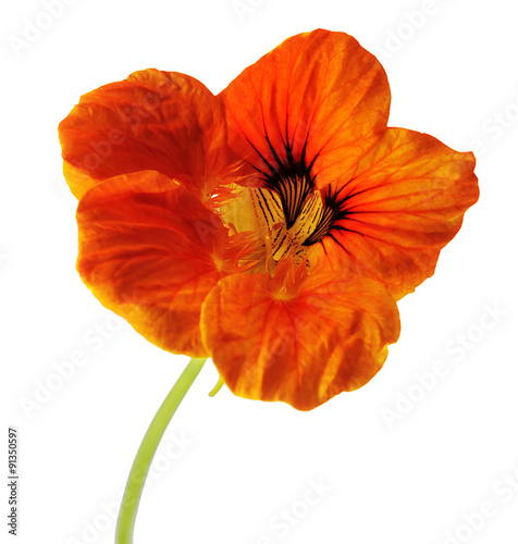  orange nasturtium