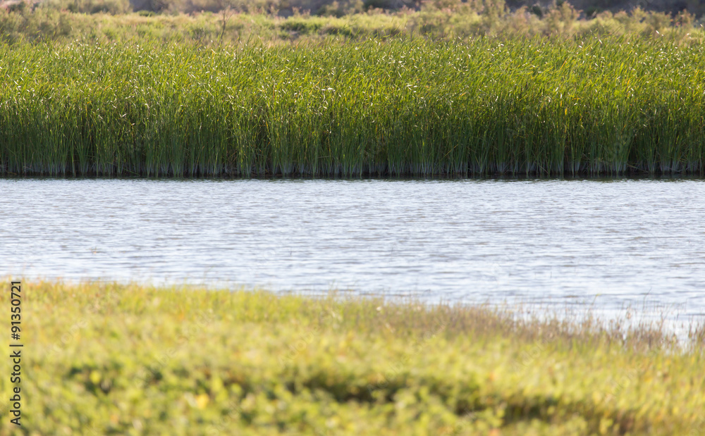 green reeds on Lake Outdoors