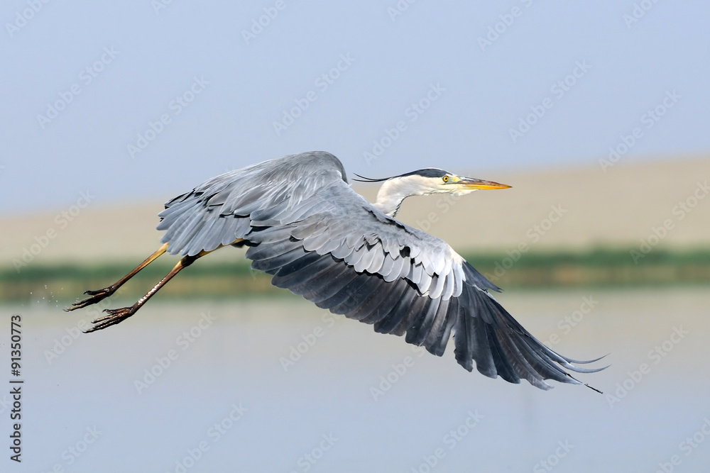 Obraz premium Flying Grey Heron above the lake