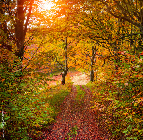Fototapeta Naklejka Na Ścianę i Meble -  Colorful autumn sunrise in the forest with old road