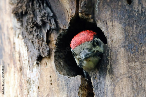 Juvenile Great Spotted Woodpecker looks from nest hollow.